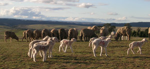 Sheed in a paddock