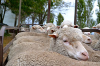 Merino ewes awaiting oestrus synchronisation